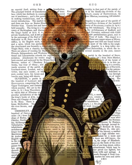 Admiral Fox, Full, Book Print, Art Print, Wall Art
