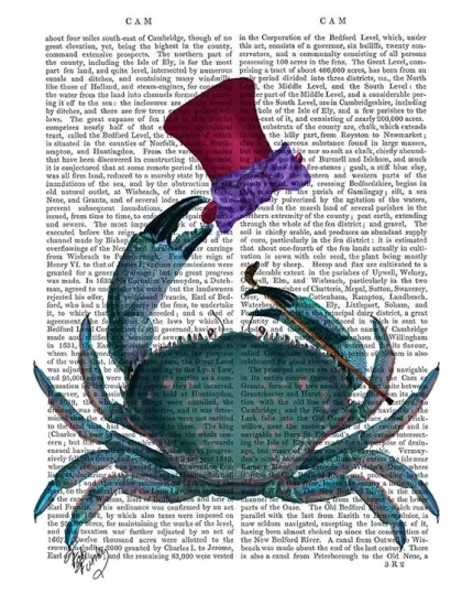 Dandy Crab, Book Print, Art Print, Wall Art