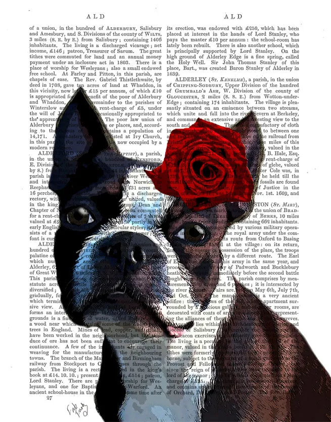 6tBoston-Terrier-Rose-on-Head-Dog-Book-Print-Art-Print-Wall-Art