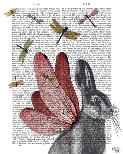 Dragonfly Hare, Book Print, Art Print, Wall Art
