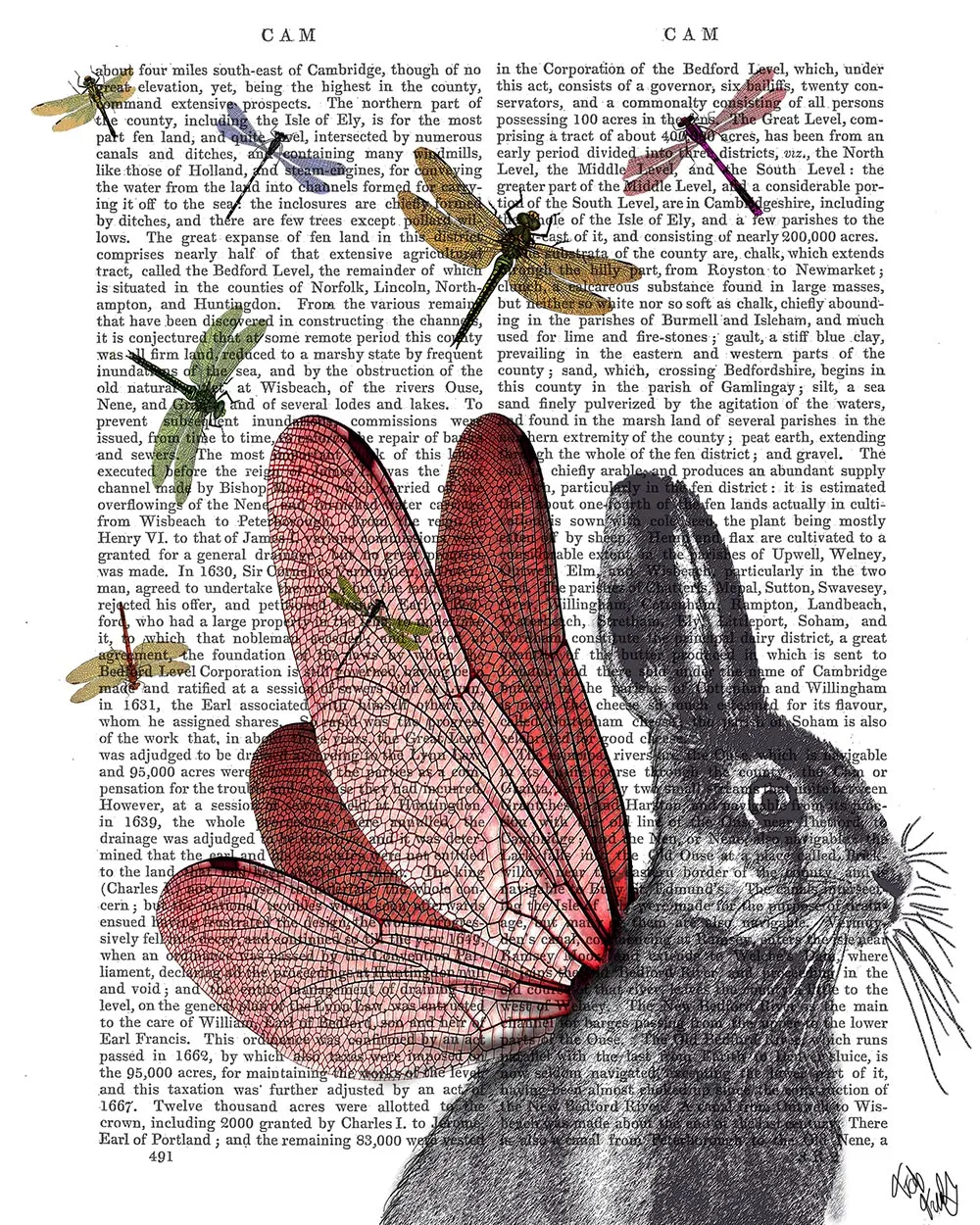 8sDragonfly-Hare-Book-Print-Art-Print-Wall-Art